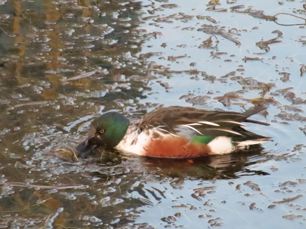 Mestolone - ML649513109