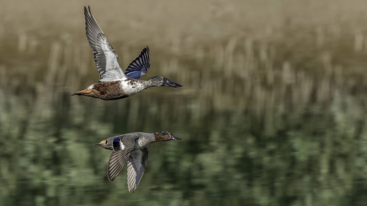 Mestolone - ML649513118