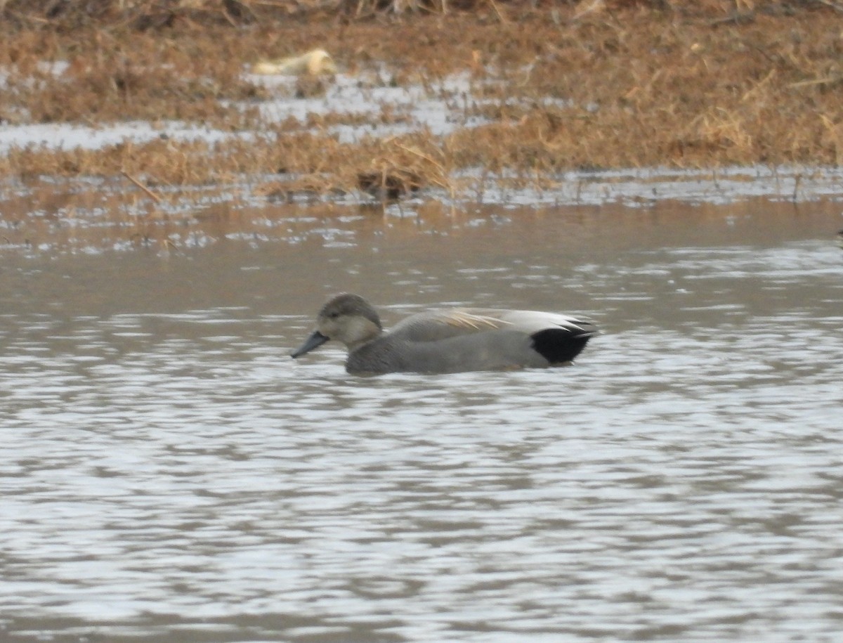 Canard chipeau - ML649513144