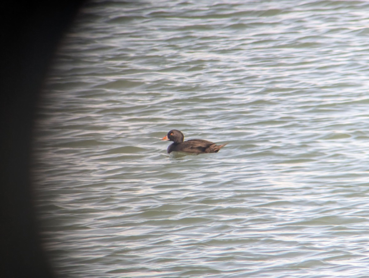 Common Scoter - ML649513192