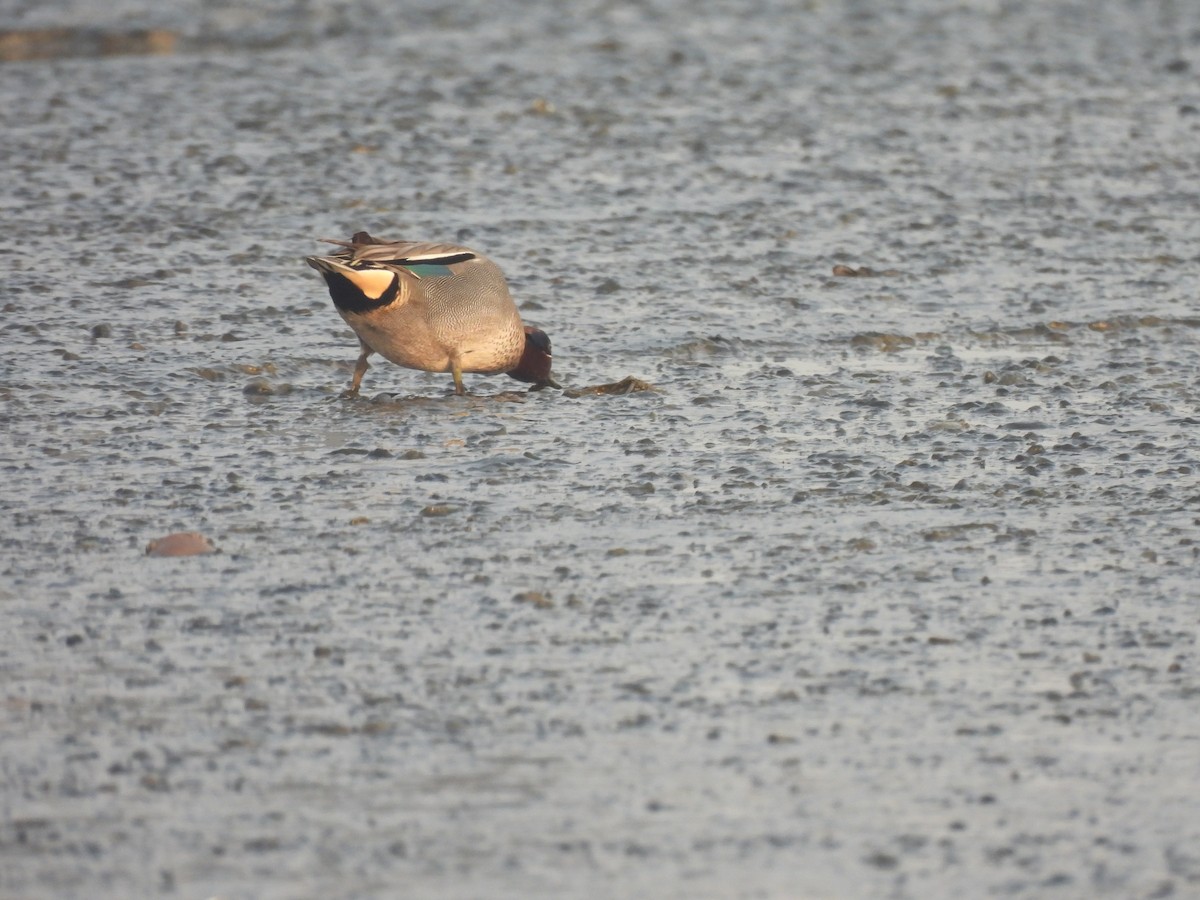 Green-winged Teal - ML649513896