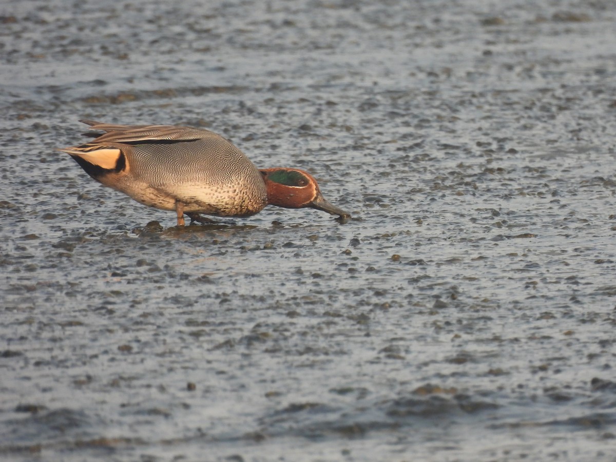 Green-winged Teal - ML649513897