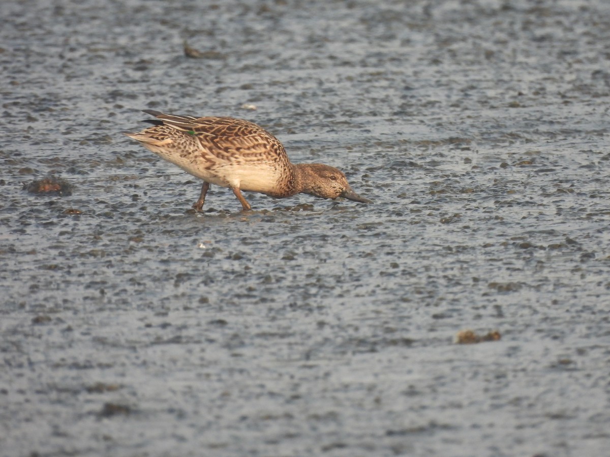 Green-winged Teal - ML649513899
