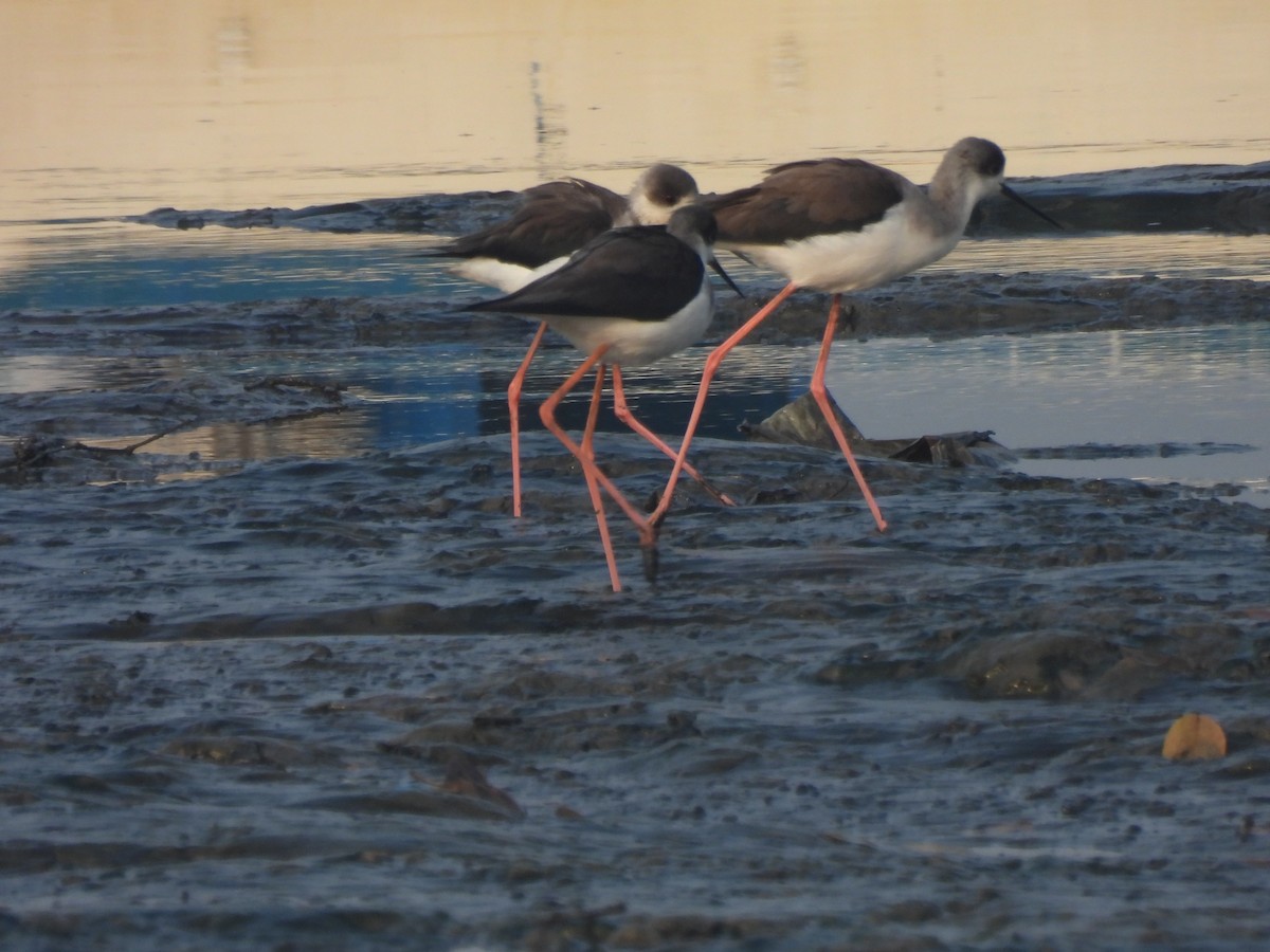 Black-winged Stilt - ML649513907