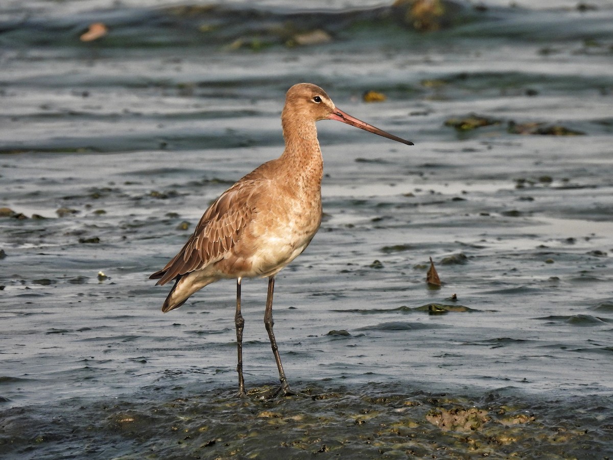 Black-tailed Godwit - ML649513925