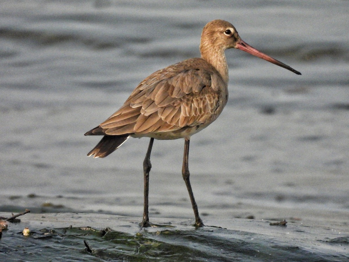 Black-tailed Godwit - ML649513926