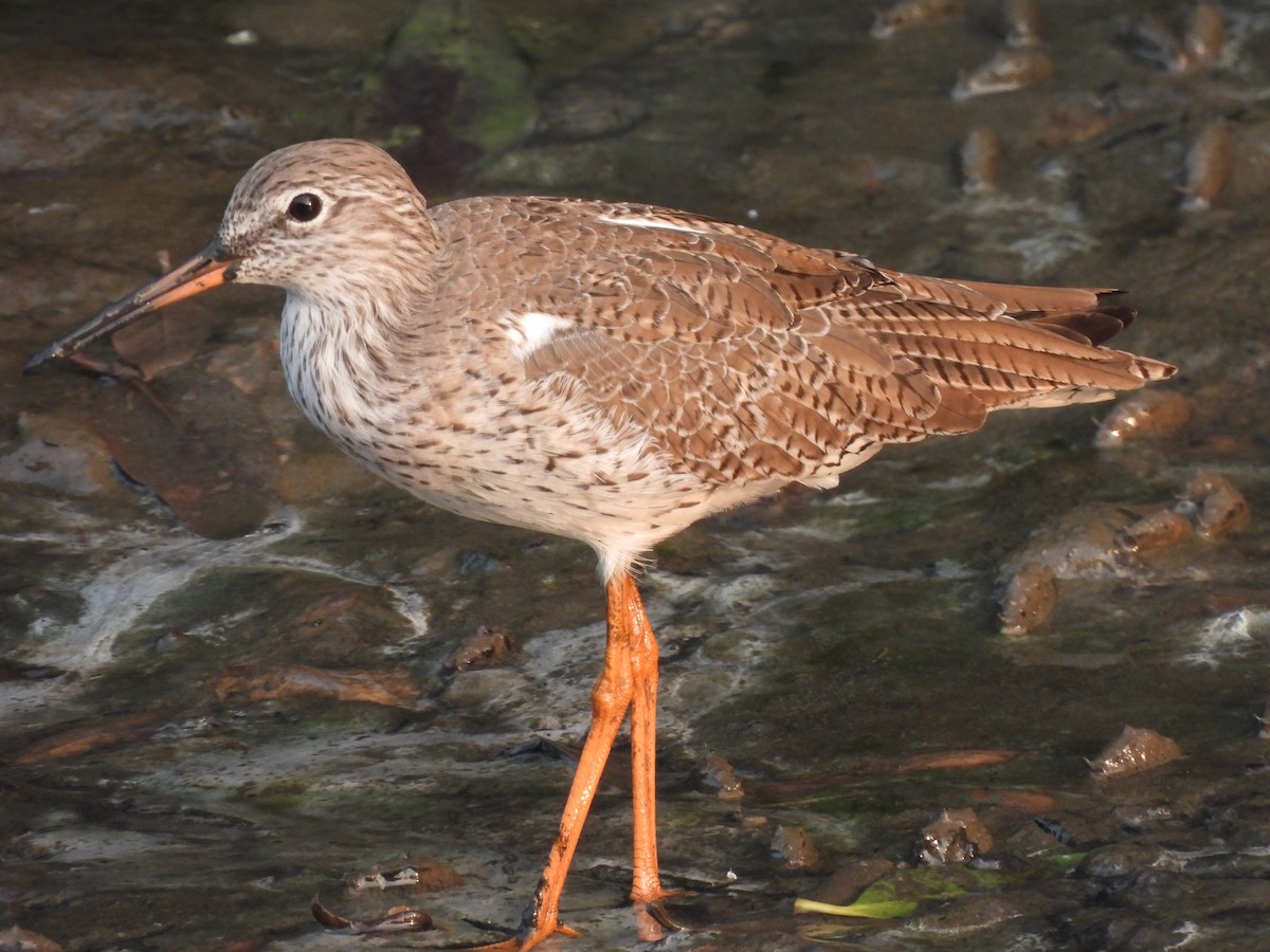 Common Redshank - ML649513939