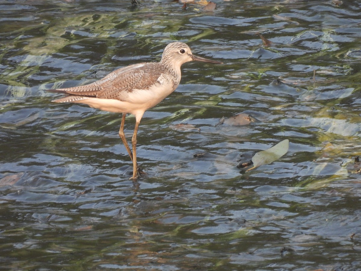 Common Greenshank - ML649513957
