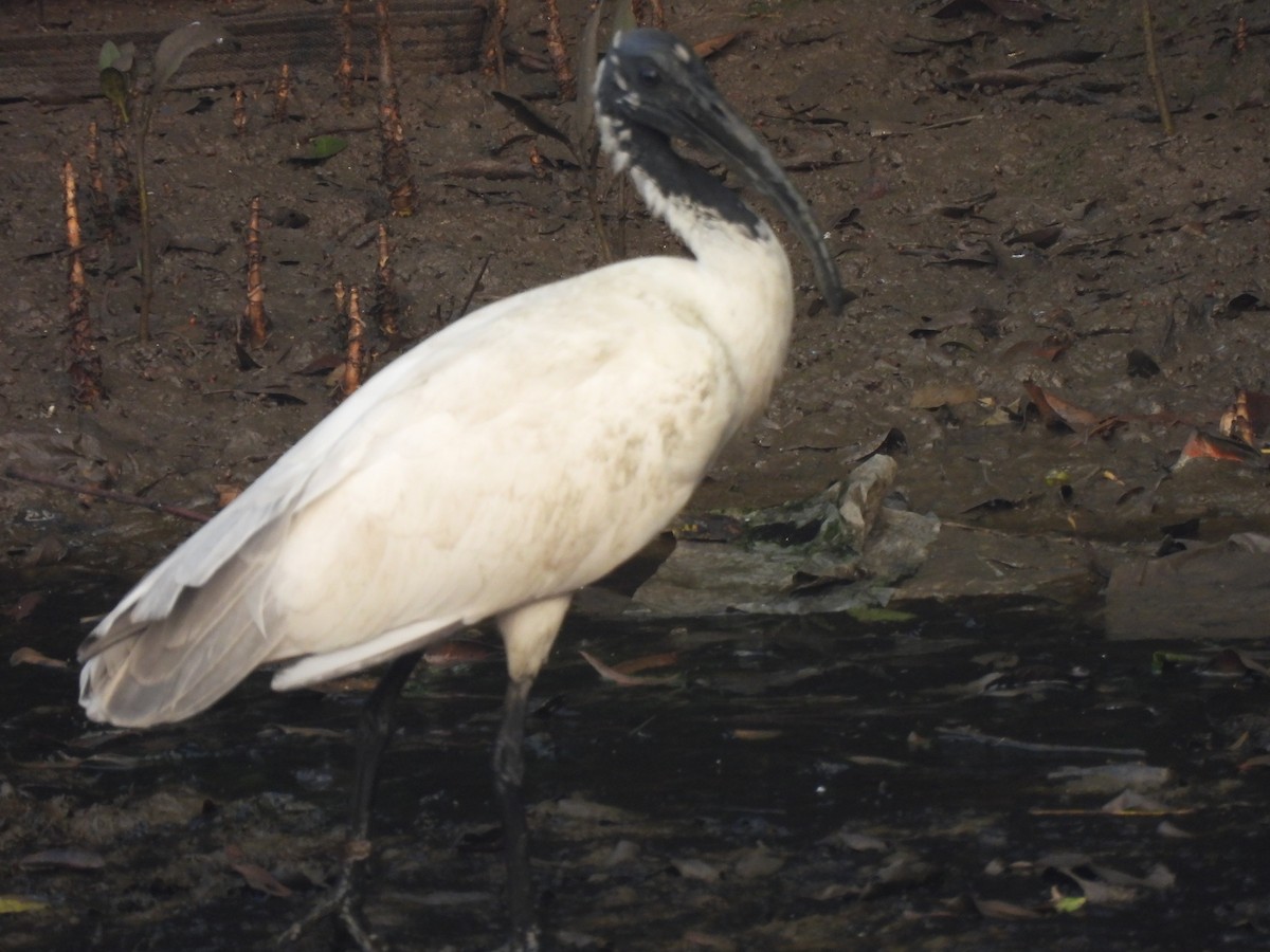 Black-headed Ibis - ML649513983