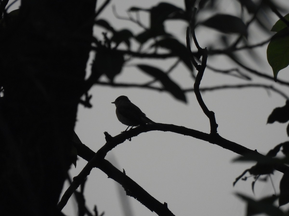 Red-breasted Flycatcher - ML649514032