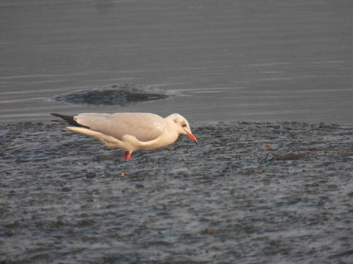 Brown-headed Gull - ML649514067