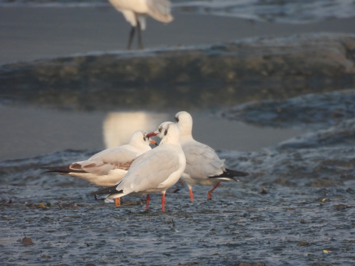 Brown-headed Gull - ML649514068