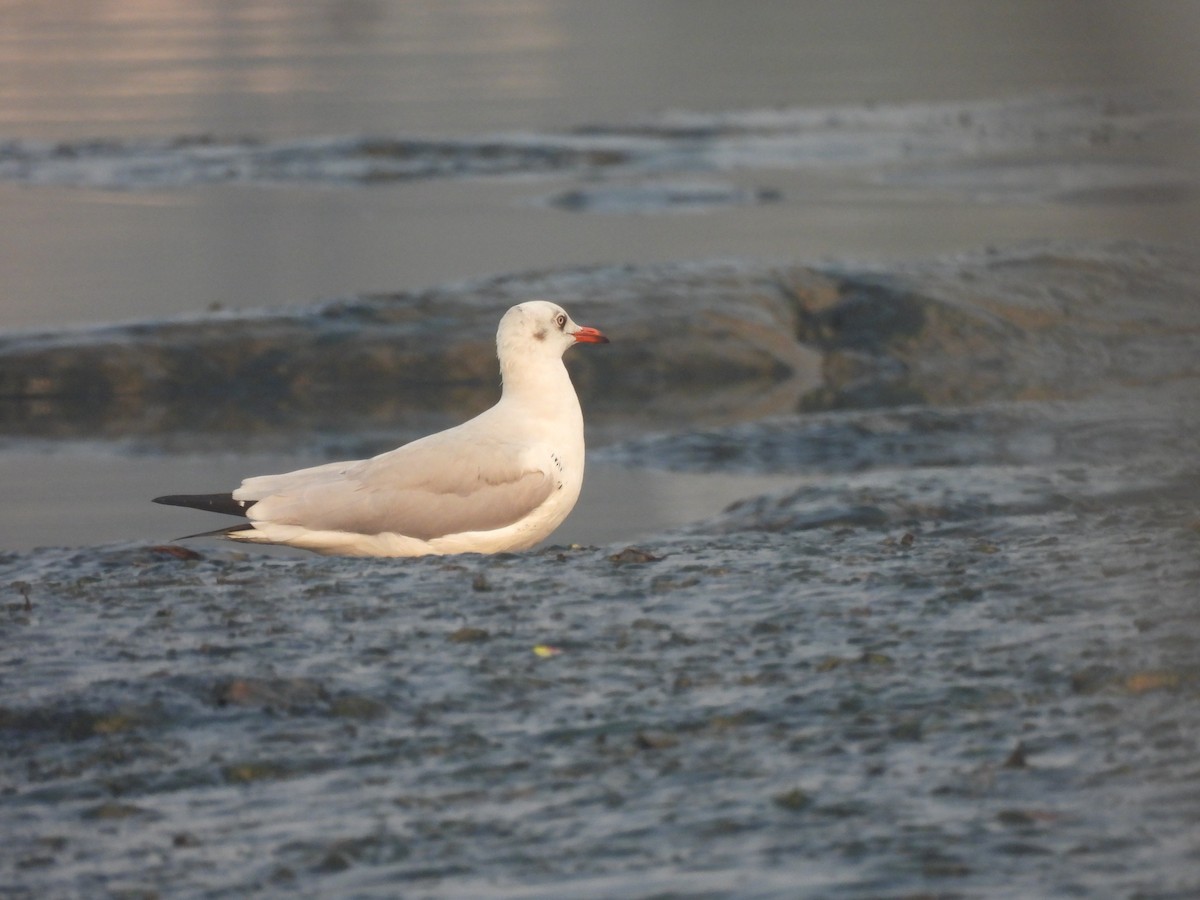 Brown-headed Gull - ML649514069