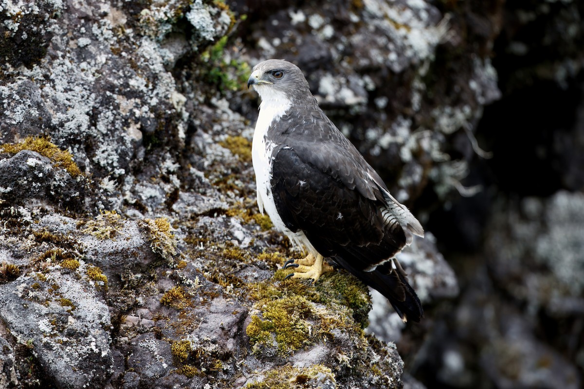 Variable Hawk (Juan Fernandez) - ML649514716