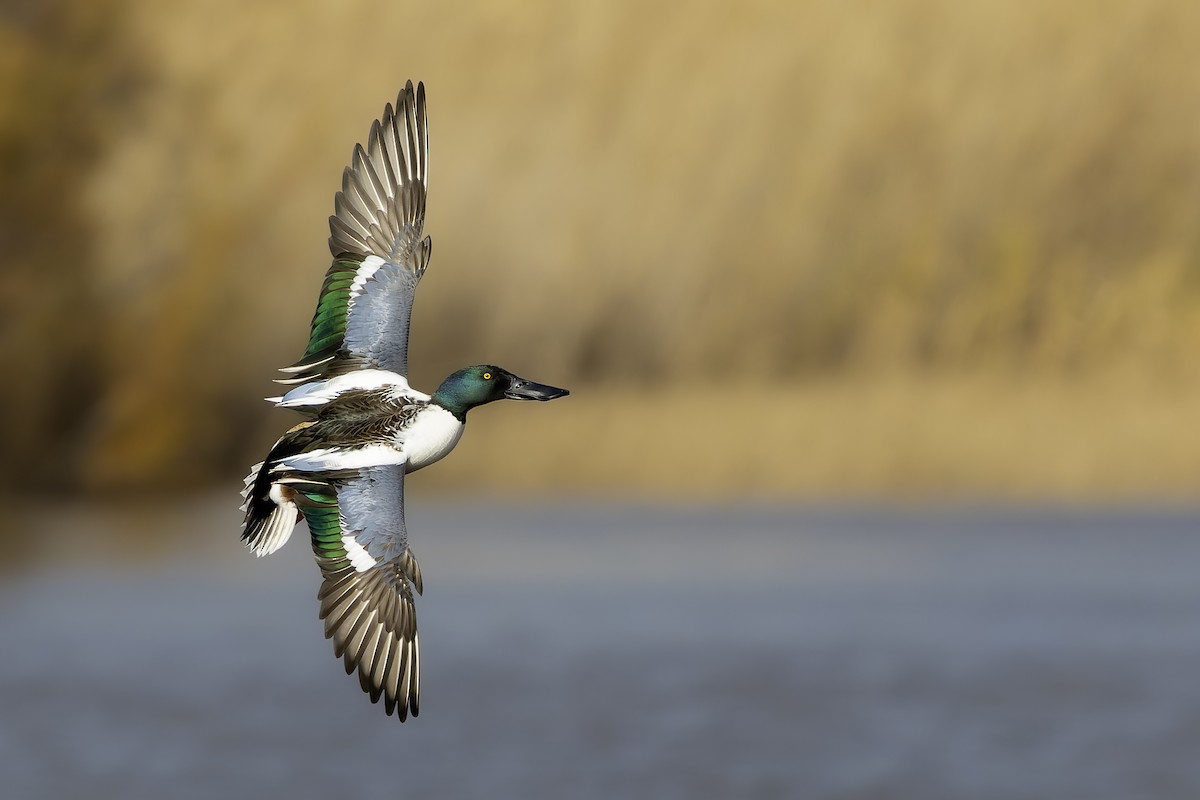 Mestolone - ML649514841