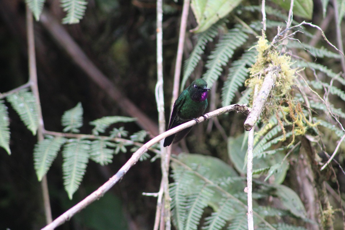 Colibrí Pectoral - ML649514882