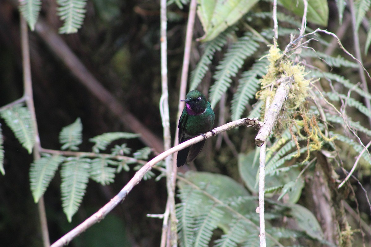 Colibrí Pectoral - ML649514883