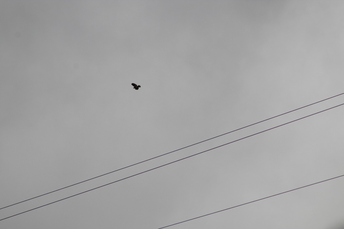 Busardo Caminero - ML649515016