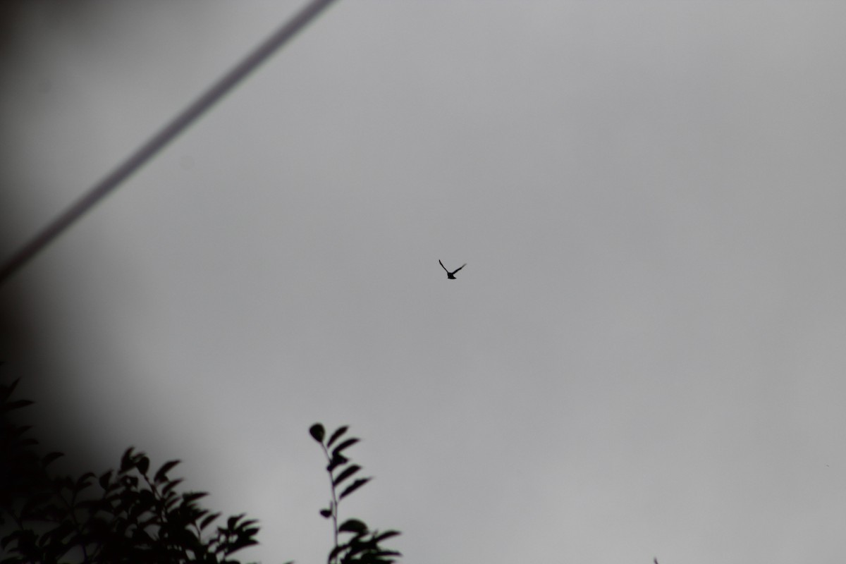 Busardo Caminero - ML649515017