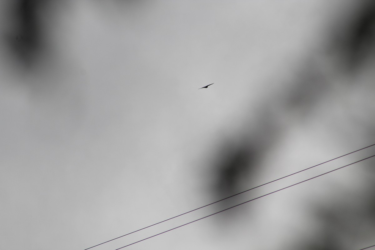 Busardo Caminero - ML649515018