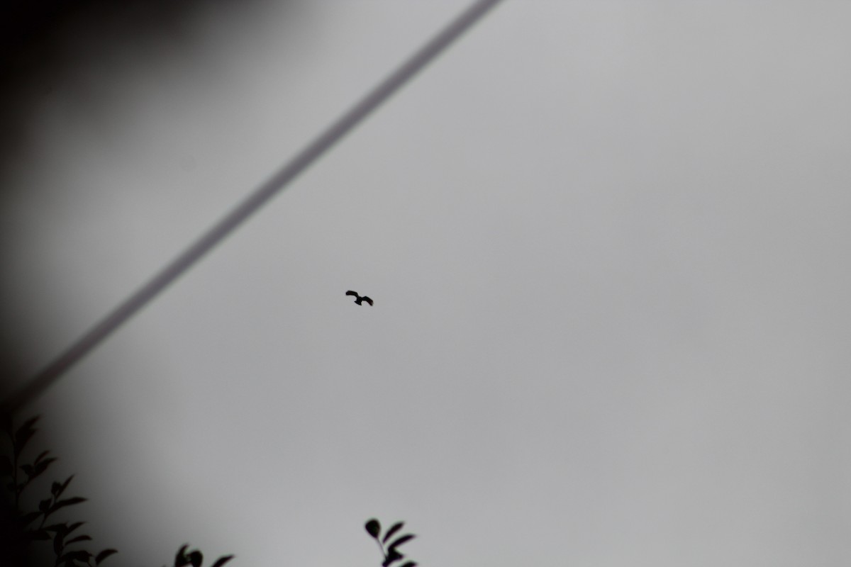 Busardo Caminero - ML649515019