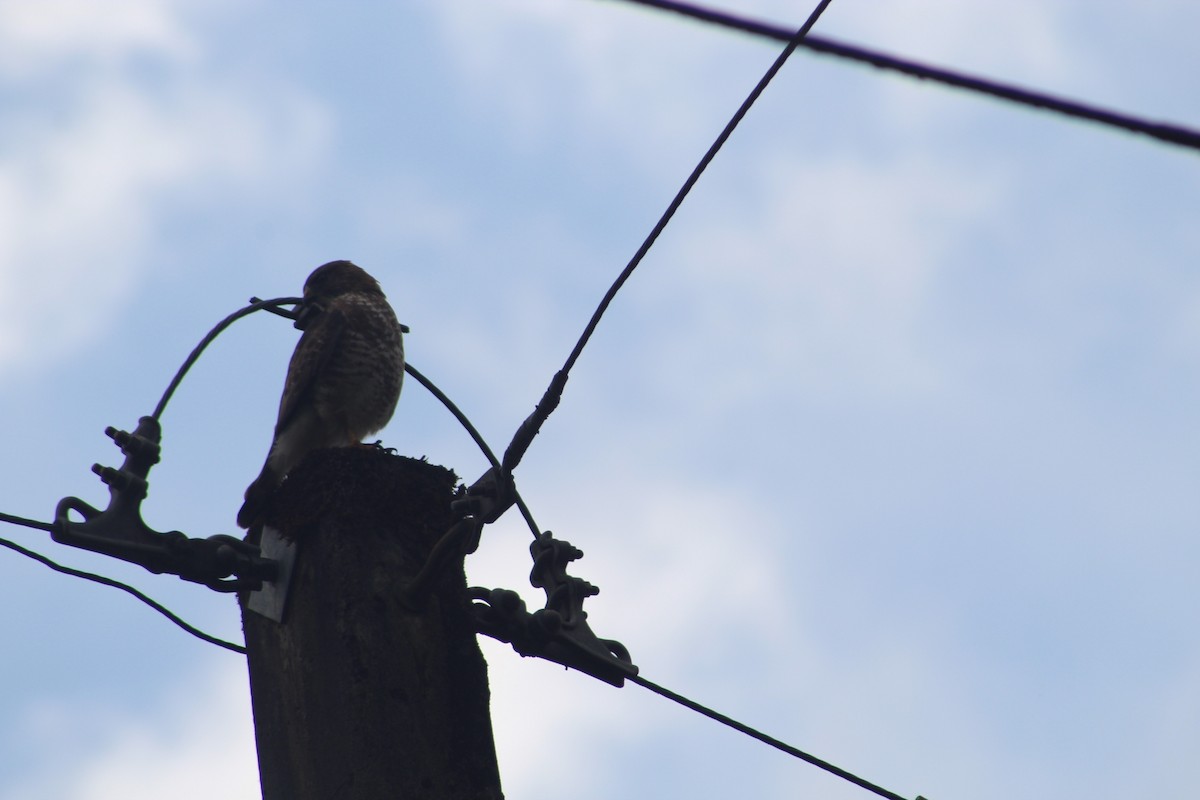 Busardo Aliancho - ML649515041