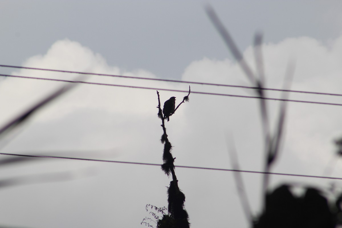 Busardo Aliancho - ML649515042