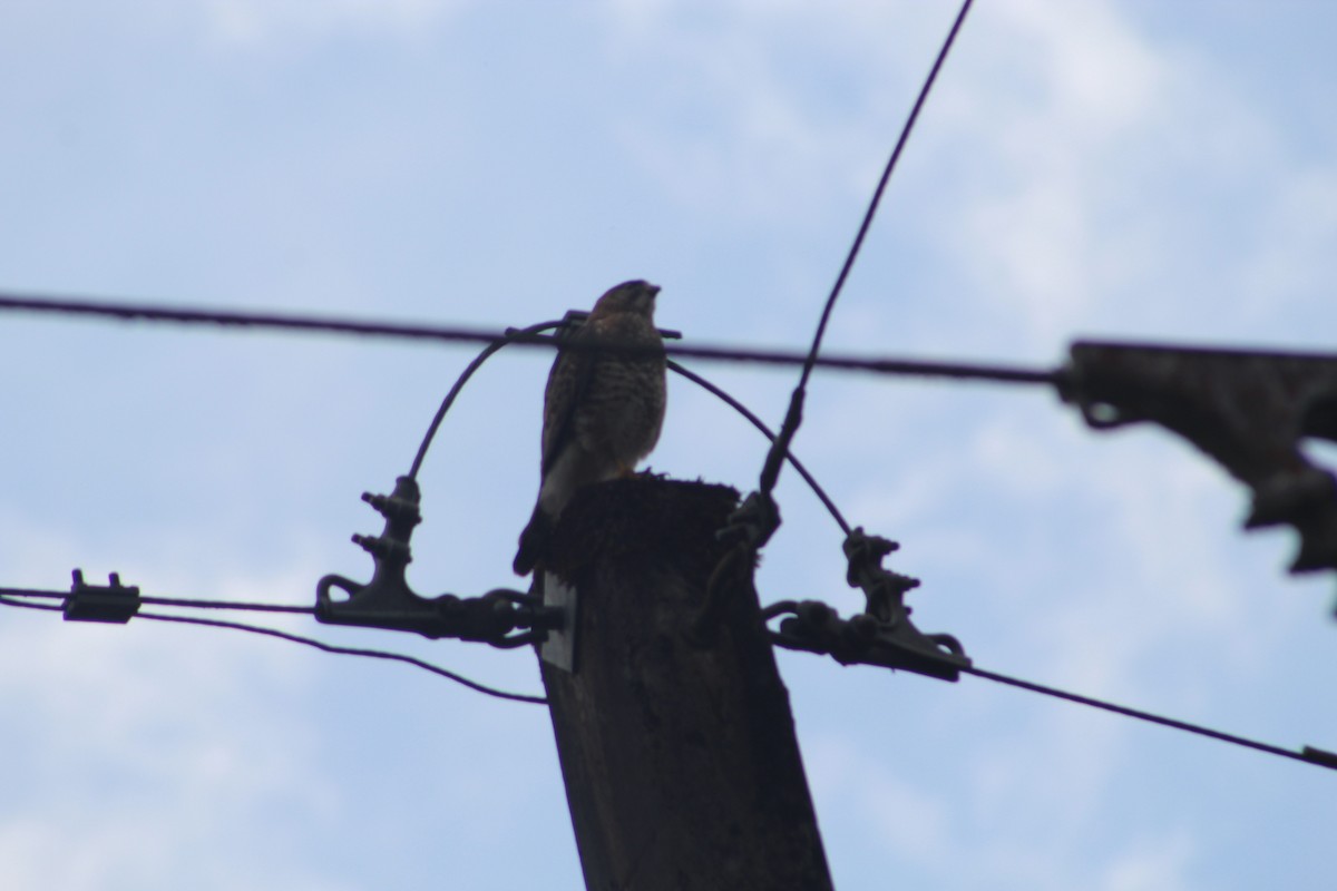 Busardo Aliancho - ML649515043