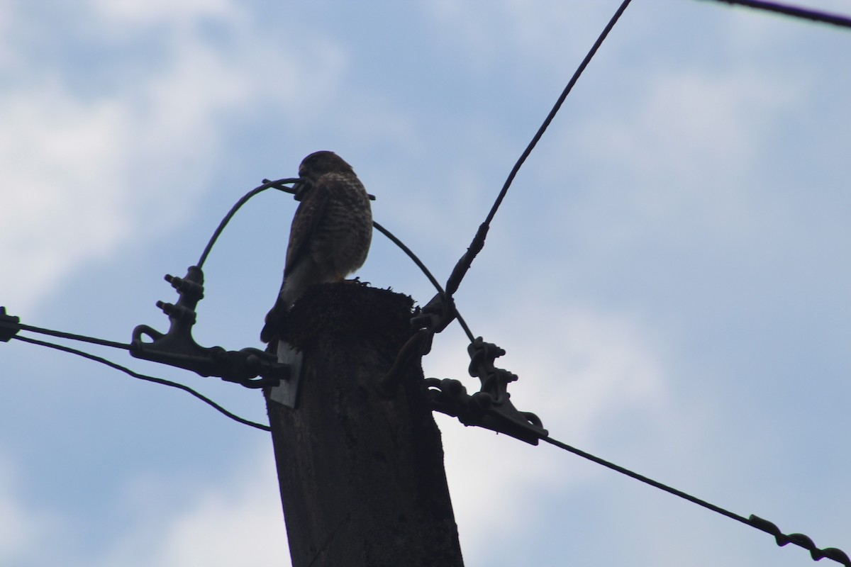 Busardo Aliancho - ML649515044