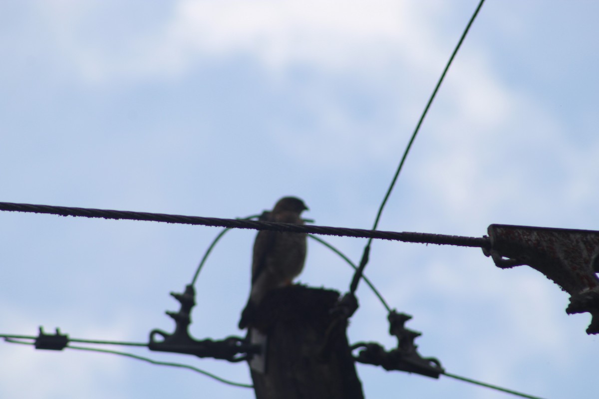 Busardo Aliancho - ML649515045