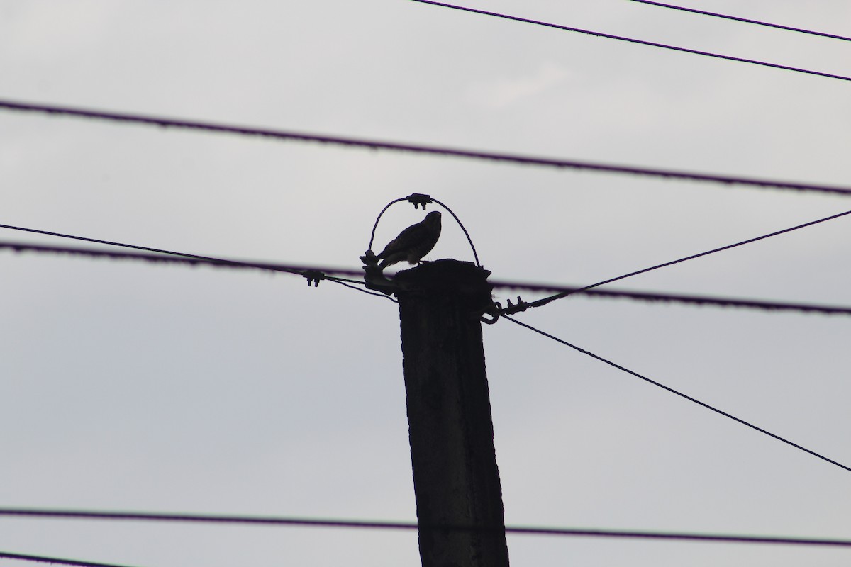 Busardo Aliancho - ML649515046