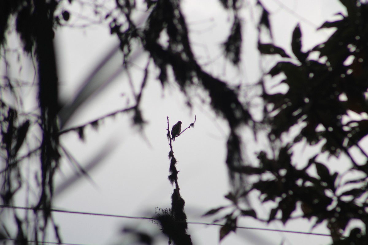 Busardo Aliancho - ML649515047