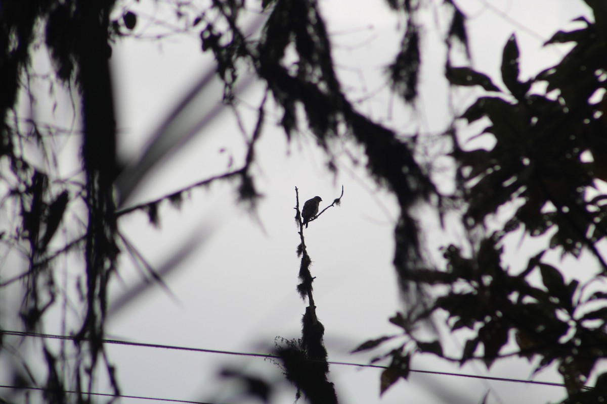 Busardo Aliancho - ML649515048