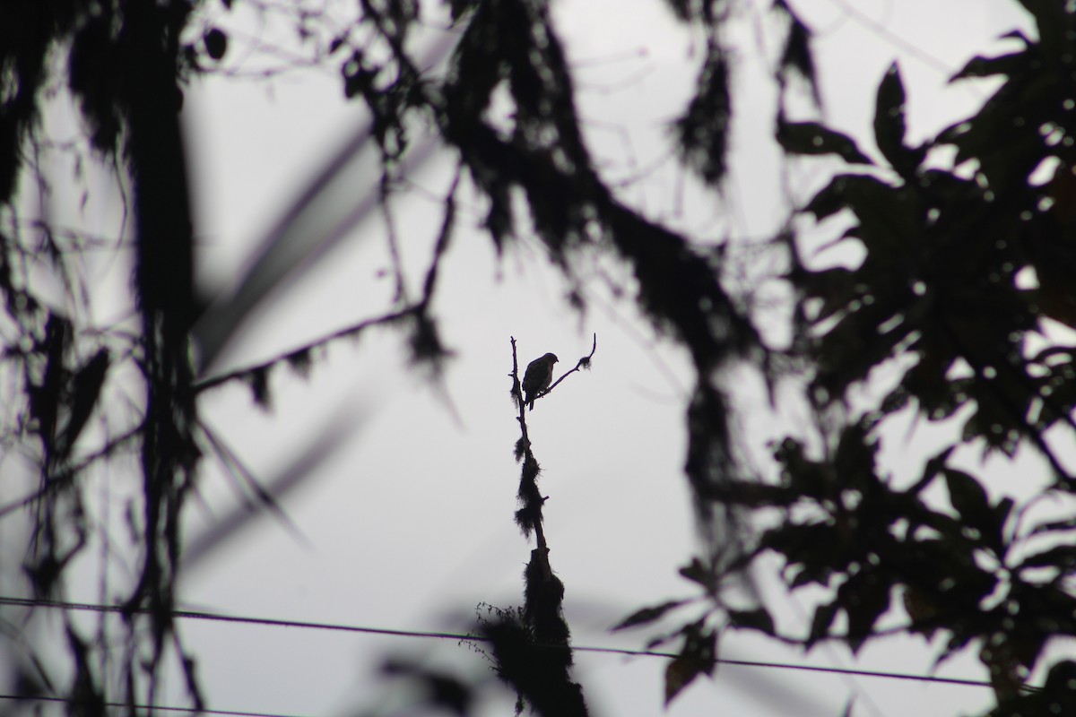 Busardo Aliancho - ML649515049