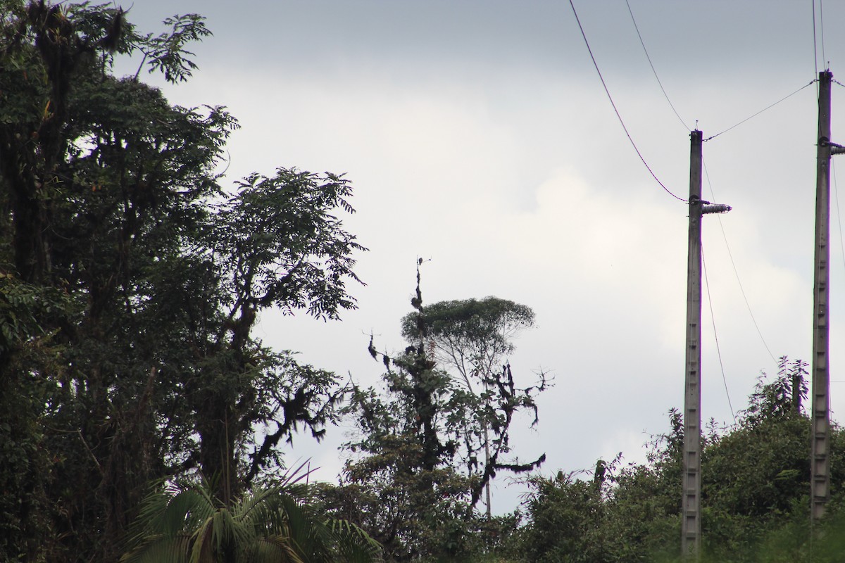 Busardo Aliancho - ML649515050