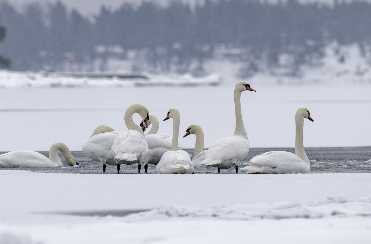 疣鼻天鵝 - ML649515120