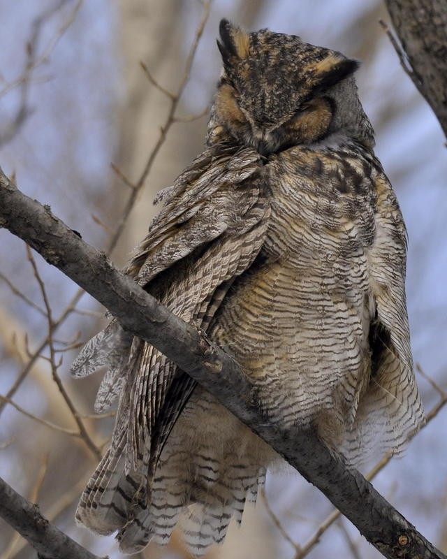 Great Horned Owl - ML649515168