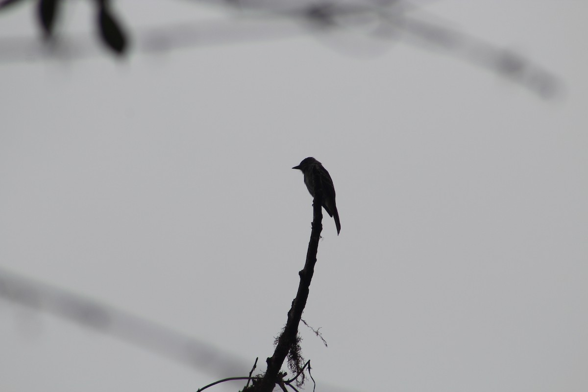 Pibí Occidental - ML649515212