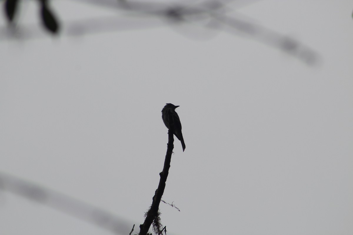 Pibí Occidental - ML649515213