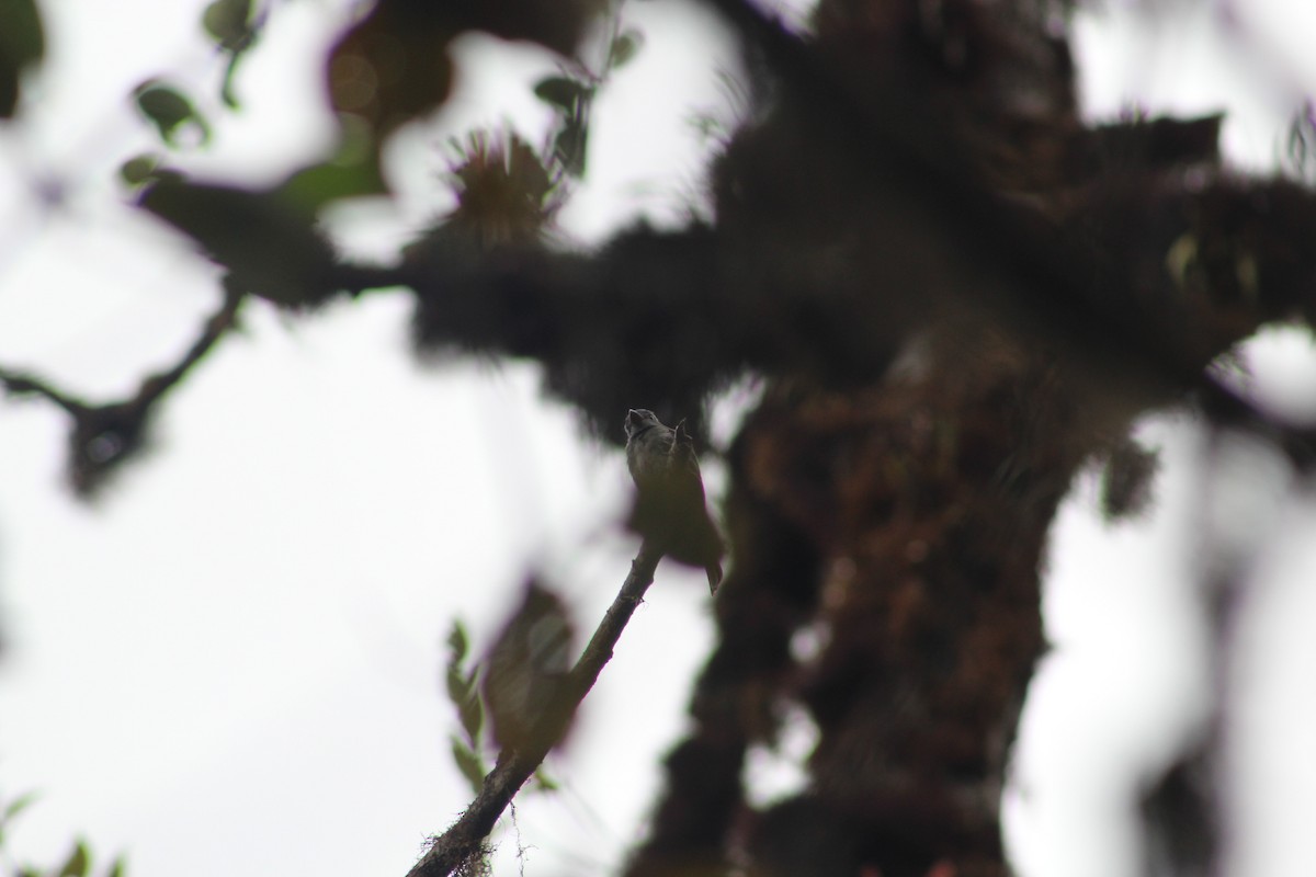 Pibí Ahumado - ML649515214