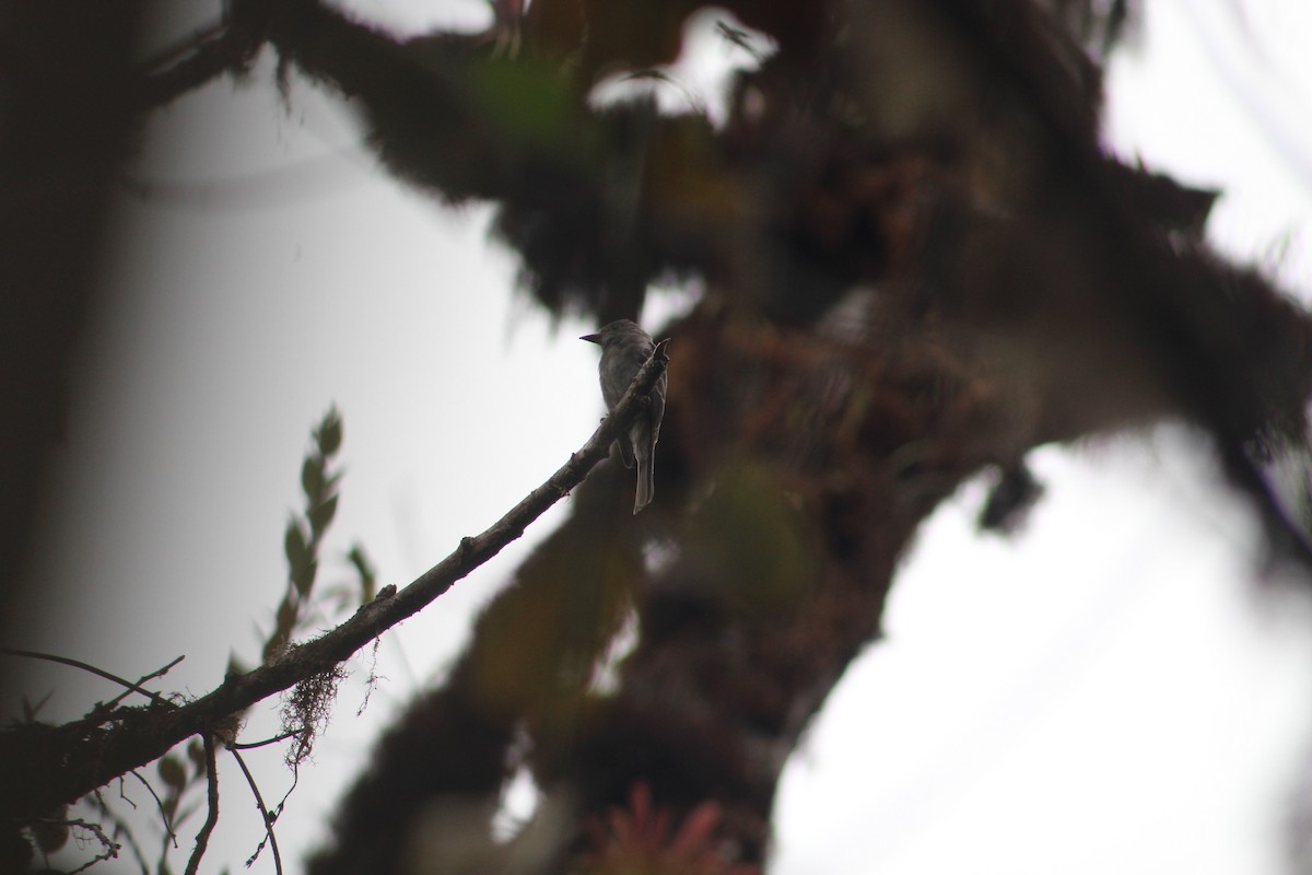 Pibí Ahumado - ML649515215