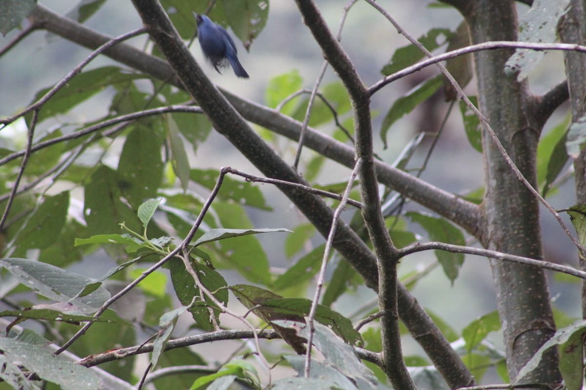 Pinchaflor Enmascarado - ML649515268