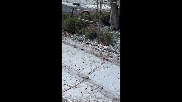 マツノキヒワ - ML649515328