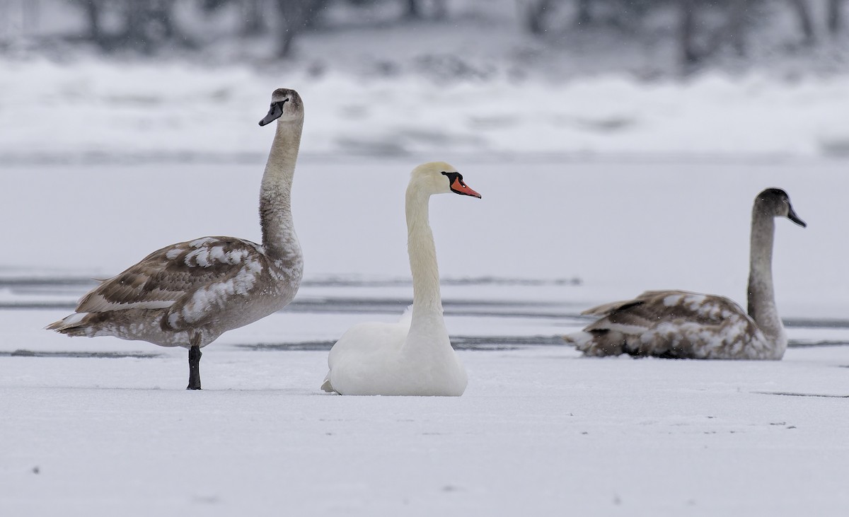疣鼻天鵝 - ML649515340