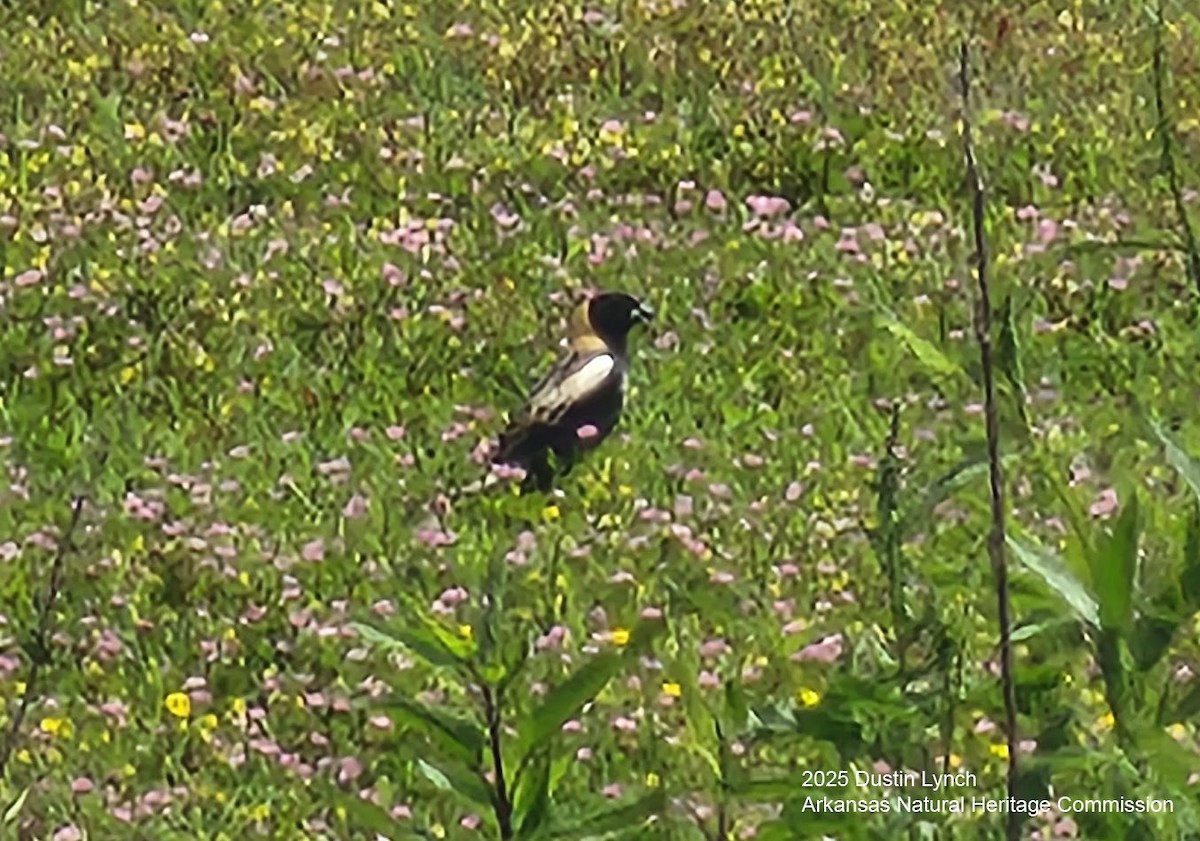 Goglu des prés - ML649515442