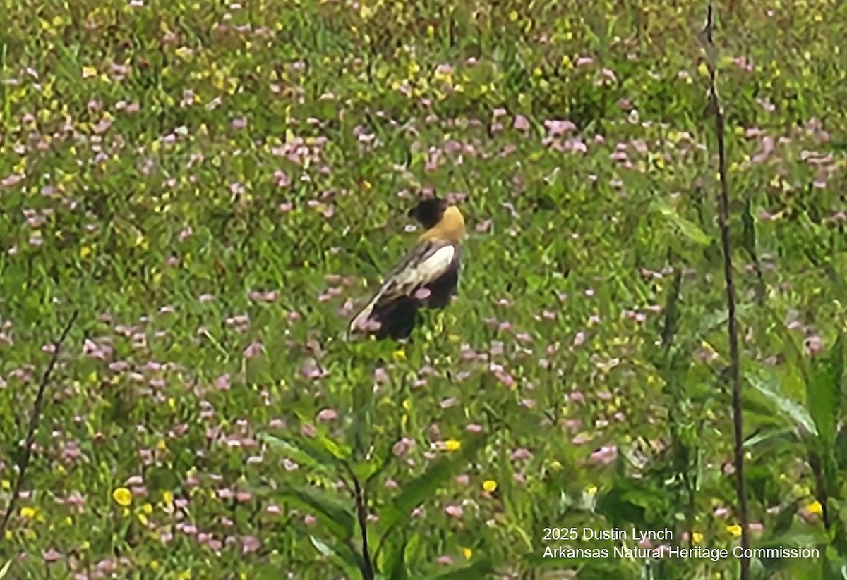 Goglu des prés - ML649515443