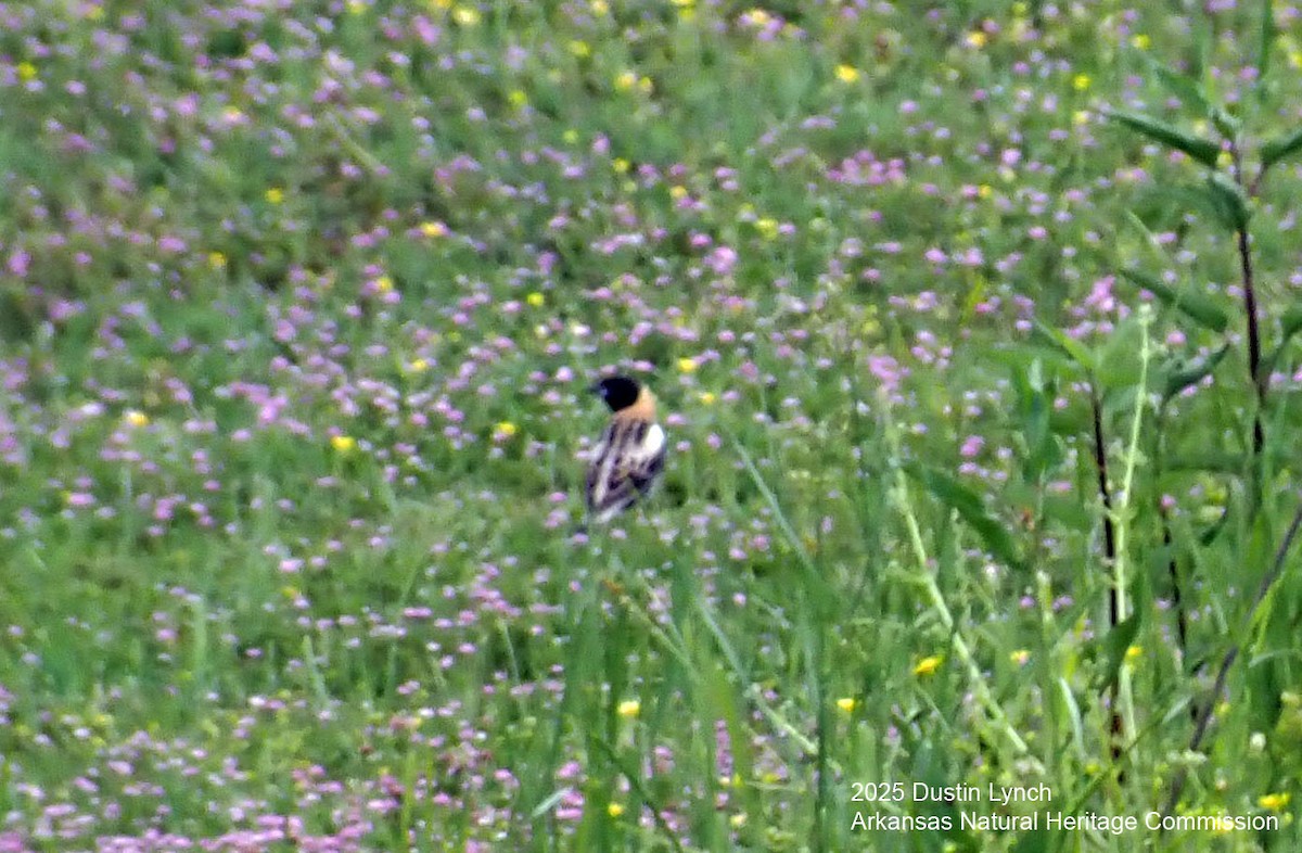 Goglu des prés - ML649515444