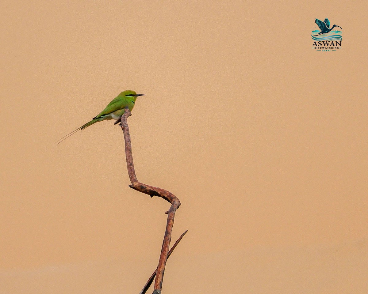 Бджолоїдка смарагдова - ML649515454