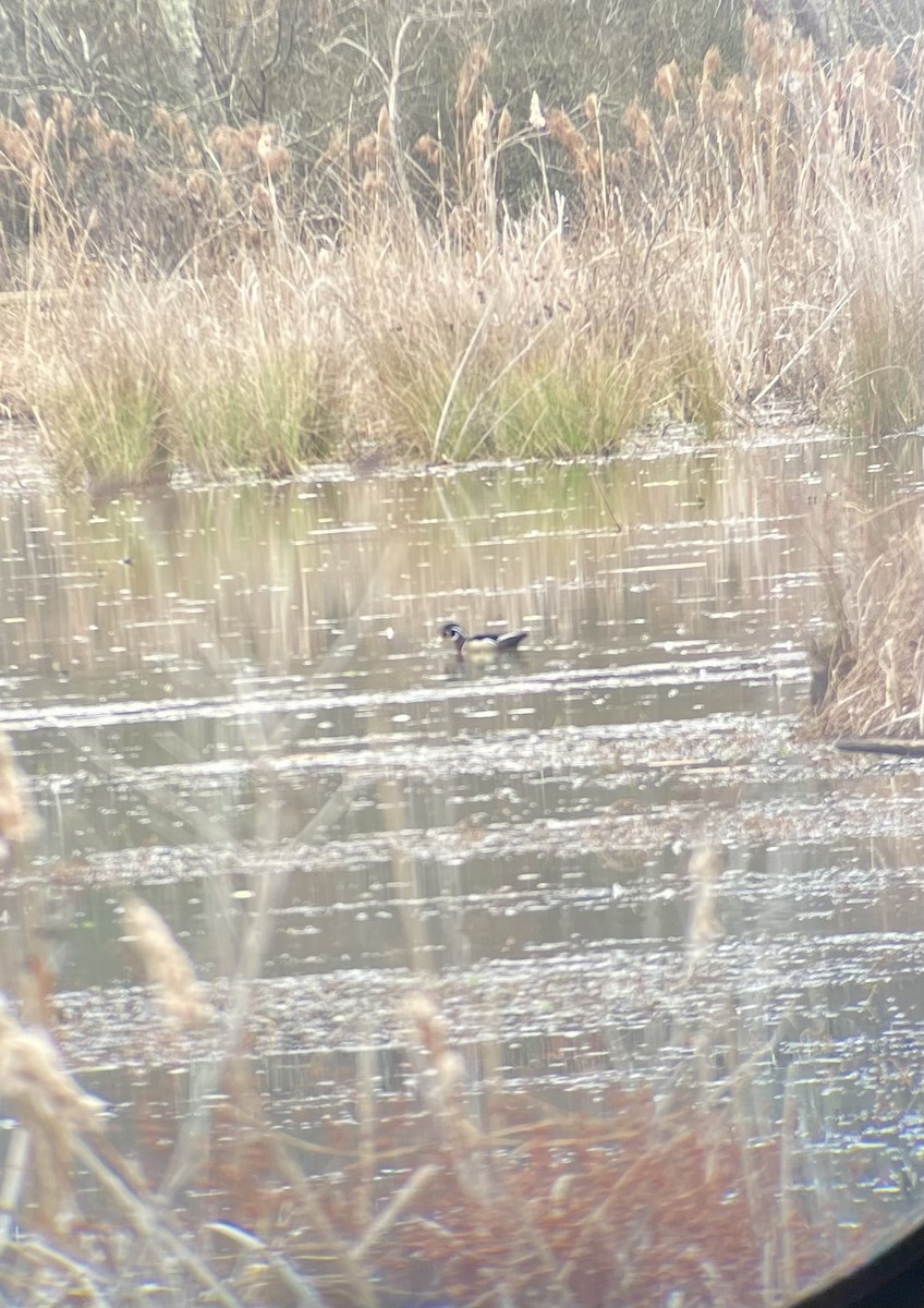 Pato Joyuyo - ML649515488