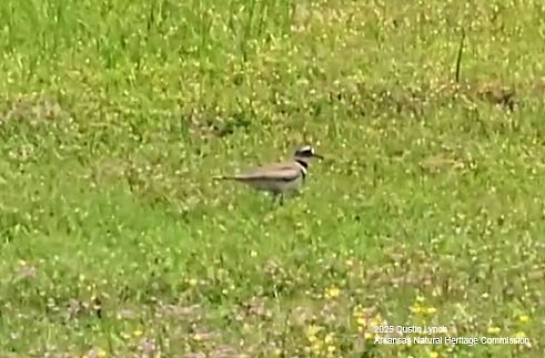 Pluvier kildir - ML649515520